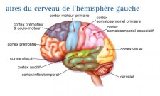 Tumeurs cérébrales