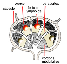 Les organes lymphoïdes périphériques - InfoCancer