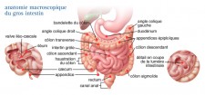 Cancer du côlon & du rectum