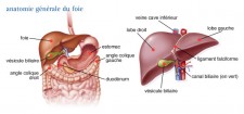 Cancer du foie (hépatome)