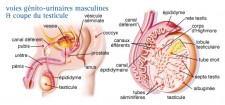 Cancer du testicule