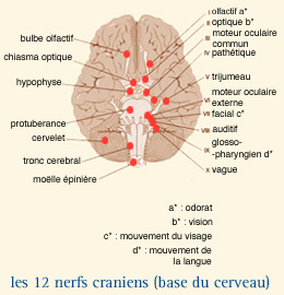 Tumeurs cérébrales