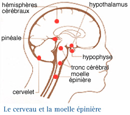 L'organisation du SNC - InfoCancer