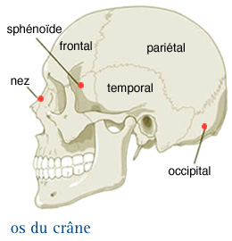 Tumeurs cérébrales