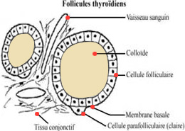 Cancer de la thyroïde