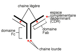 Myélome Multiple