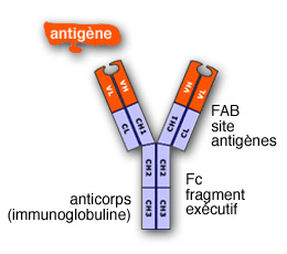 Myélome Multiple