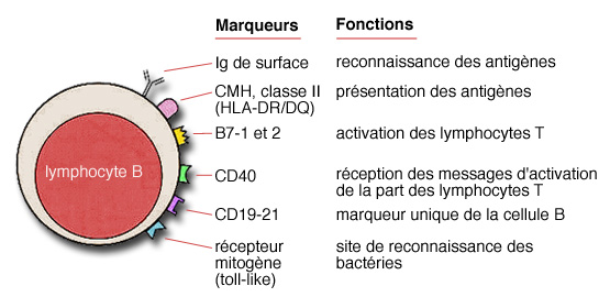 Leucémie lymphoïde chronique