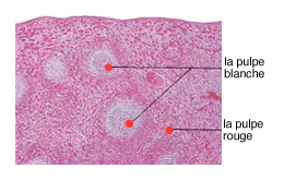 Lyphome non hodgkiniens