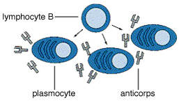 Lyphome non hodgkiniens