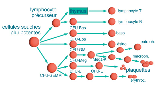 Leucémie myéloïde chronique