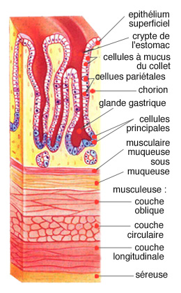 Cancer de l'estomac - Un peu d'anatomie... Infocancer