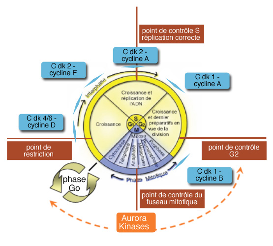 Chimiothérapie : les médicaments