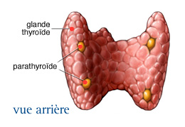 La thyroïde - InfoCancer