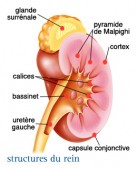 Le rein et ses fonctions - Infocancer