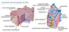 Cancer du foie (hépatome)