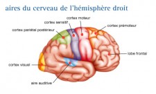 Tumeurs cérébrales