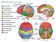 Quels signes d'une tumeur du cerveau ? InfoCancer