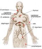 Lyphome non hodgkiniens