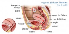 Cancer du corps de l'utérus