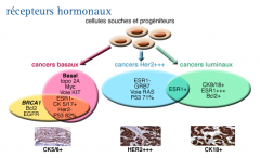 Récepteurs hormonaux et HER2