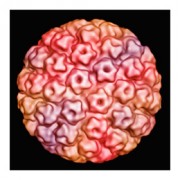 HPV